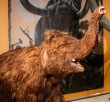 Prehistoric Adventures of Eduard Štorch - Exhibition